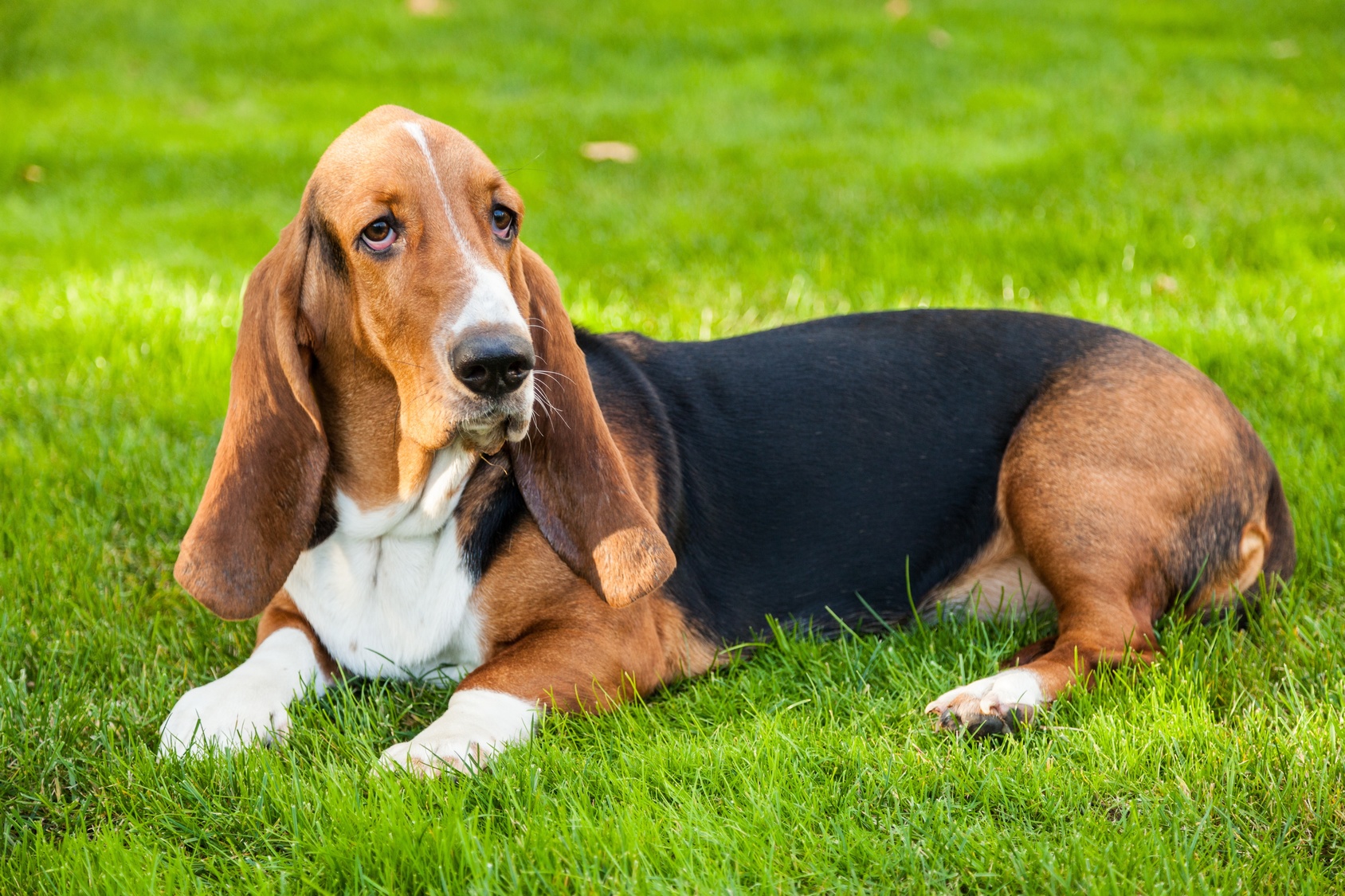 basset hound dans l'herbe