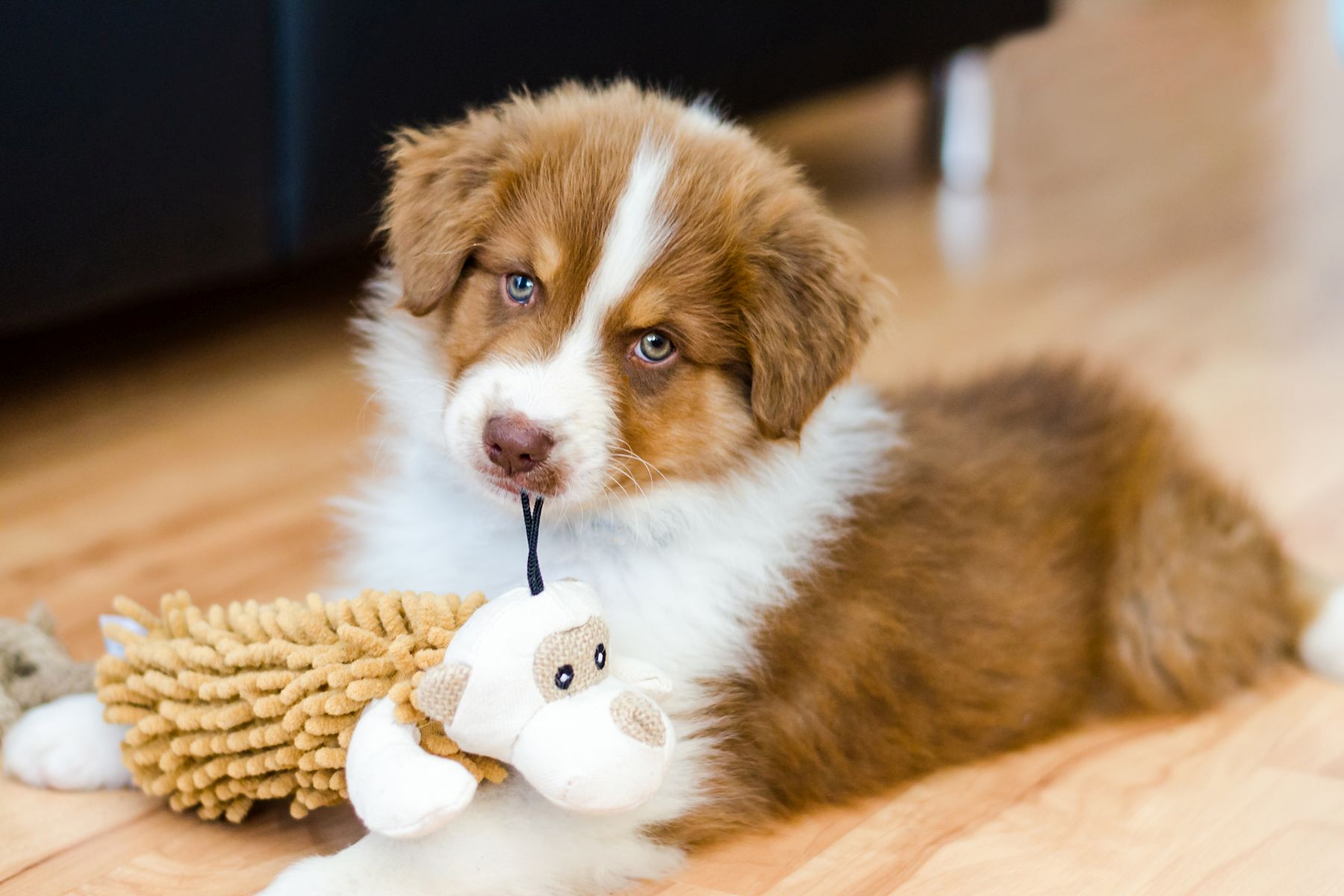 Australian Shepherd Welpe