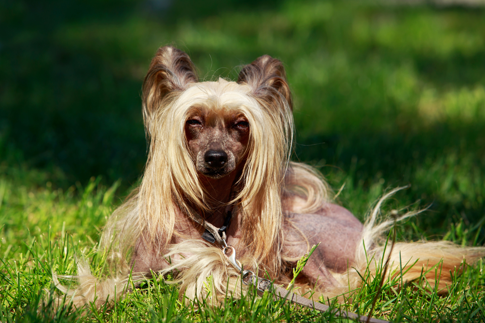 chinesische schopfhund im grass