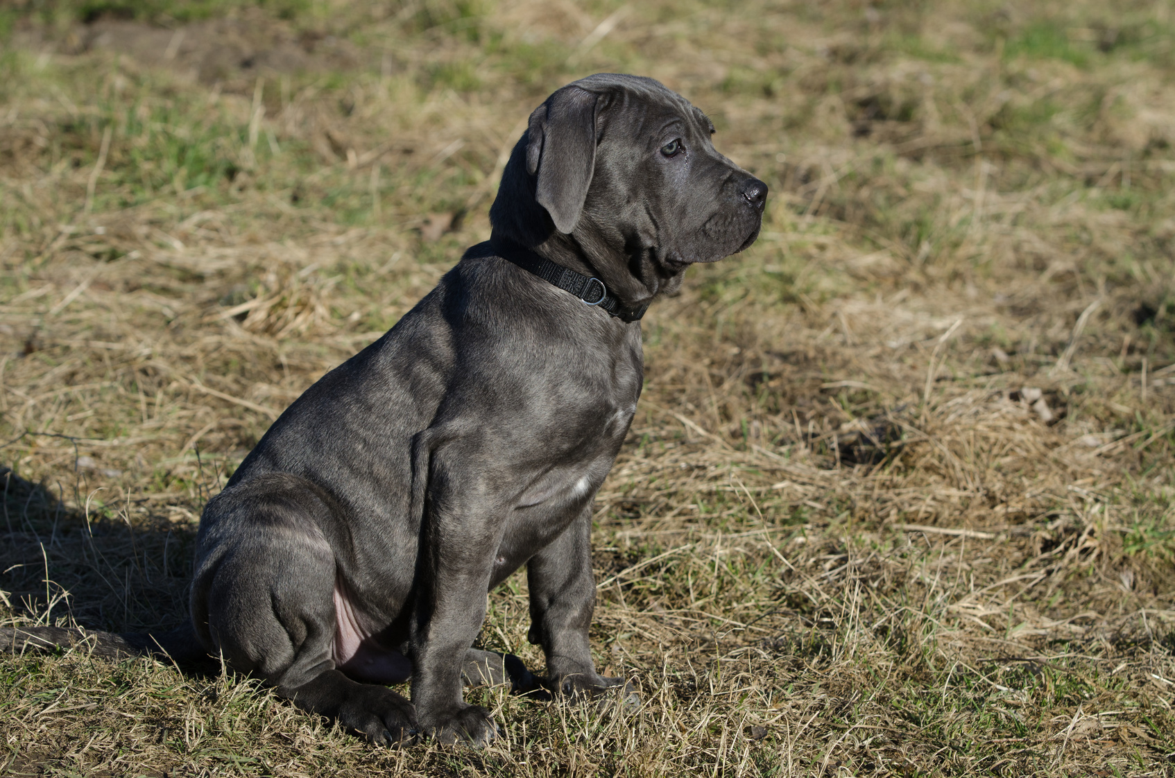 mastino napoletano welpe