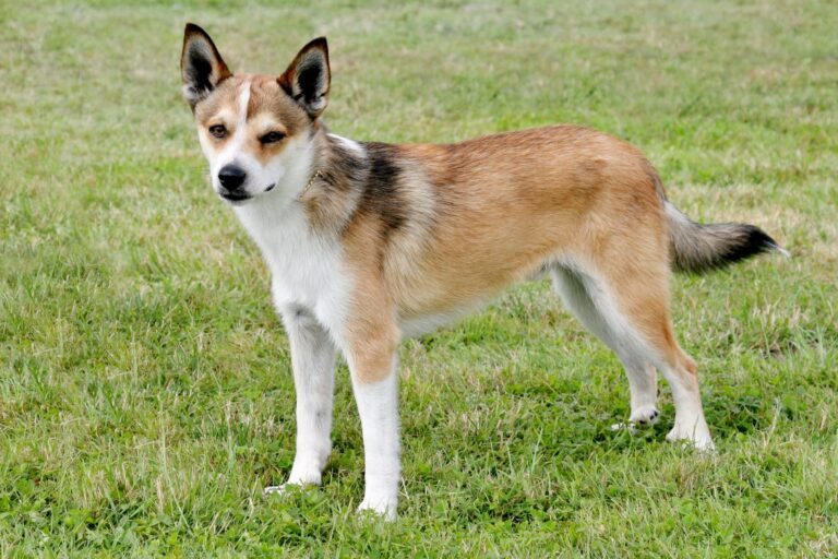 Ein Norwegischer Lundehund steht auf einer Wiese