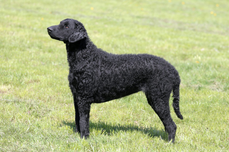 Ein schwarzer Curly Coated Retriever steht auf einer grünen Wiese