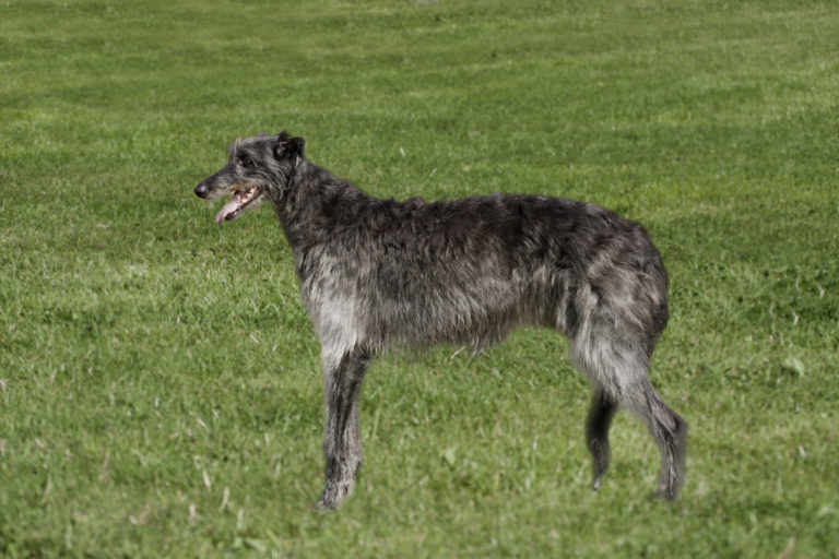 Ein grauer Deerhound steht auf einer grünen Wiese