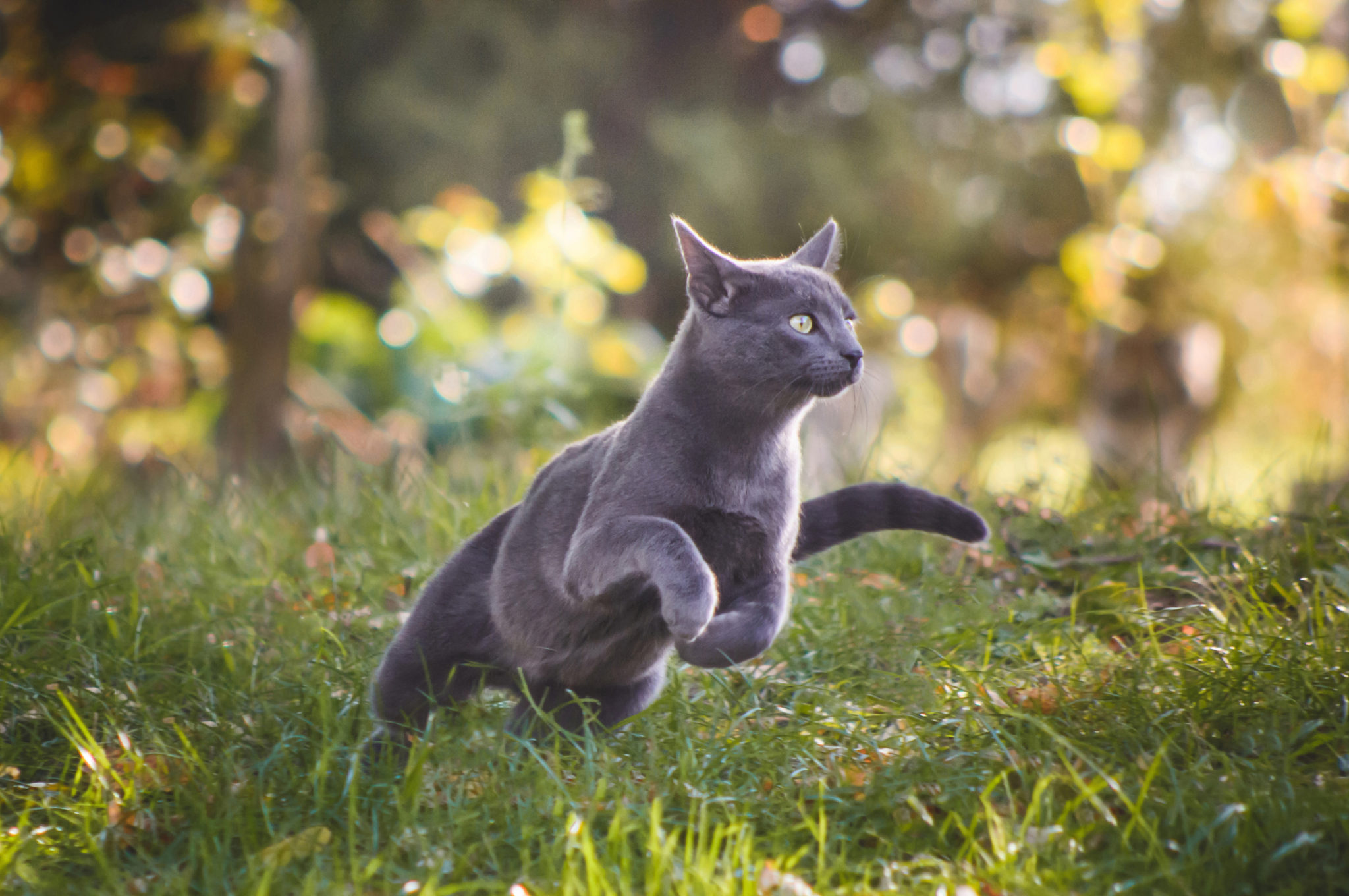 běžící modrá kočka v trávě
