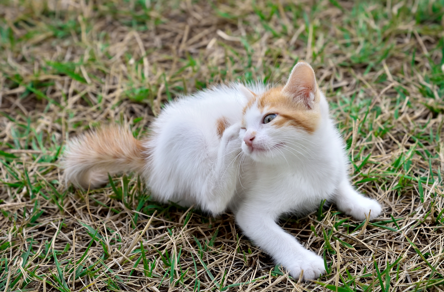 Kořní nemoci koček se projevují nadměrným škrábáním