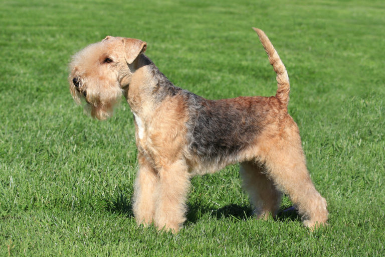 lakeland terrier im grass