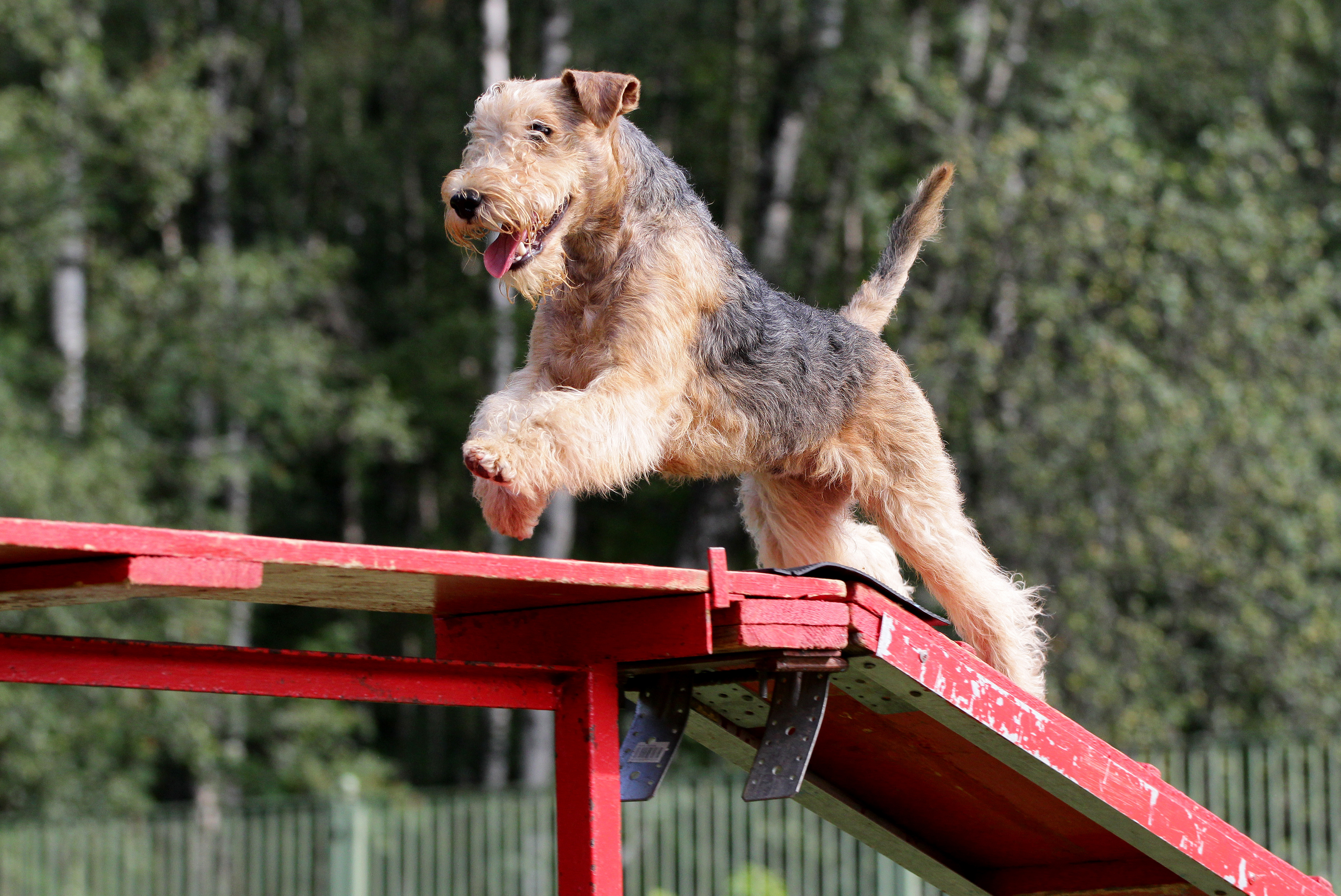 lakeland terrier macht Agility