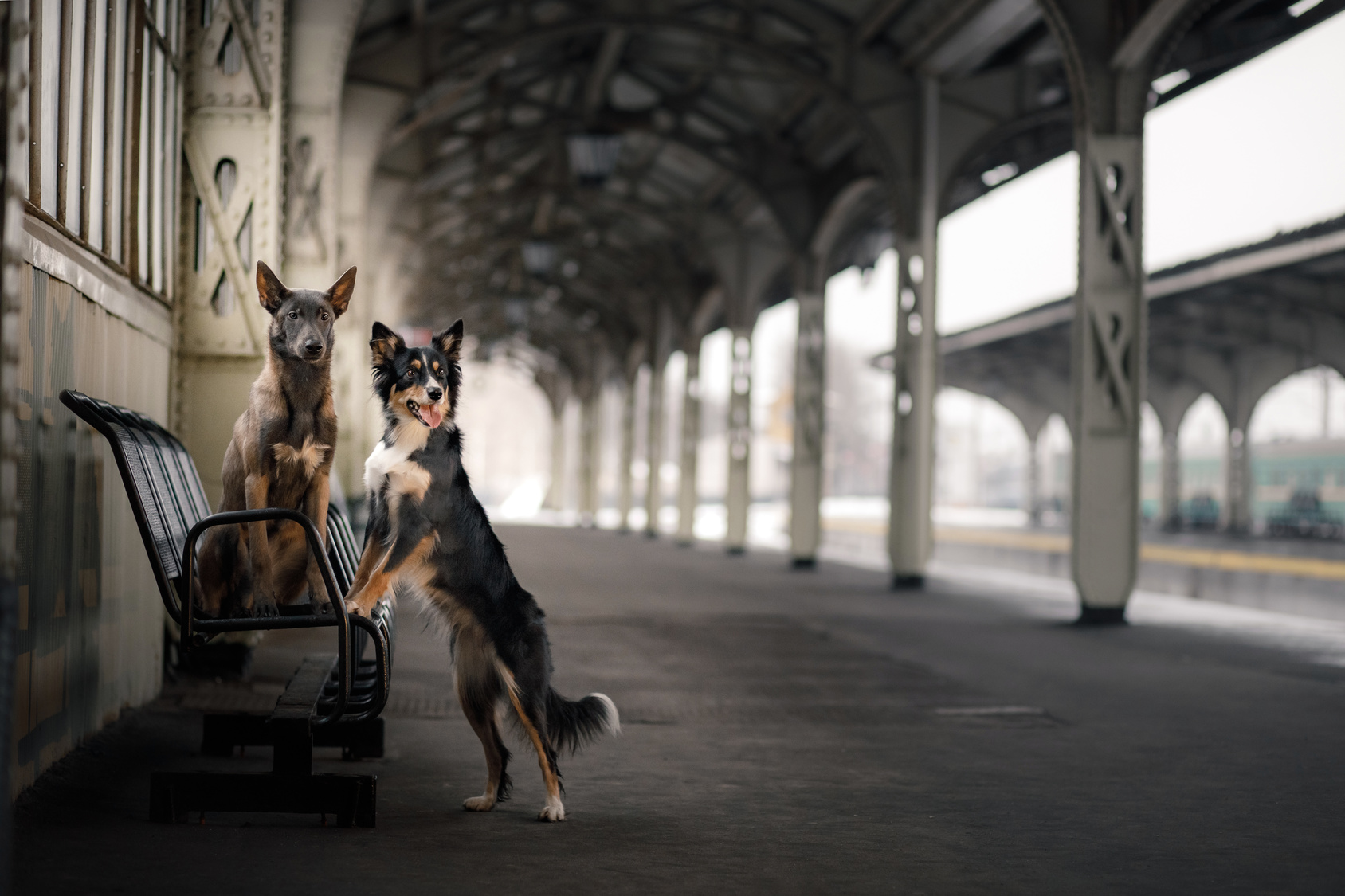 Psi na vlakovém nástupišti