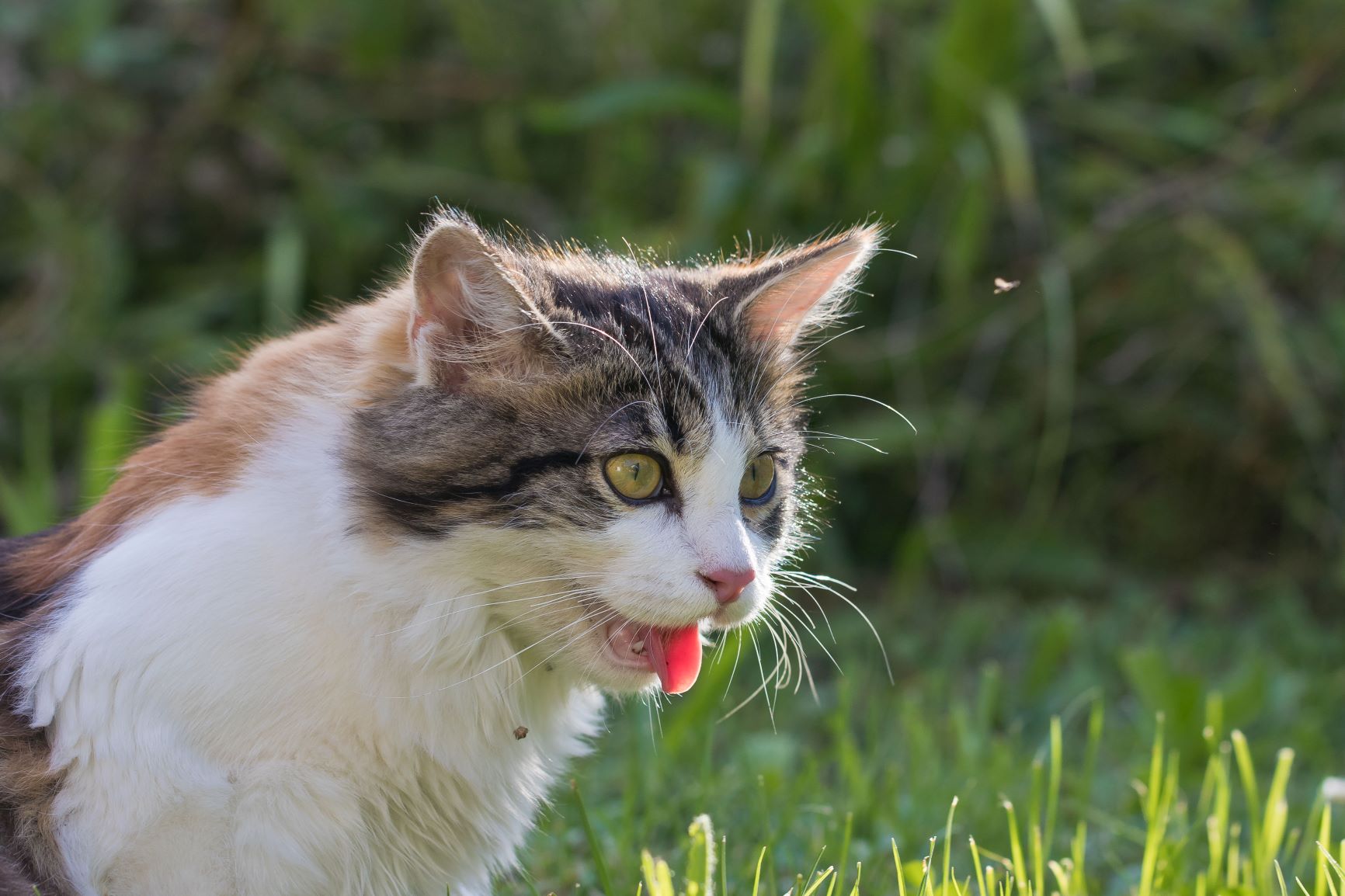 Kočka lapá po dechu – příznak úpalu u koček