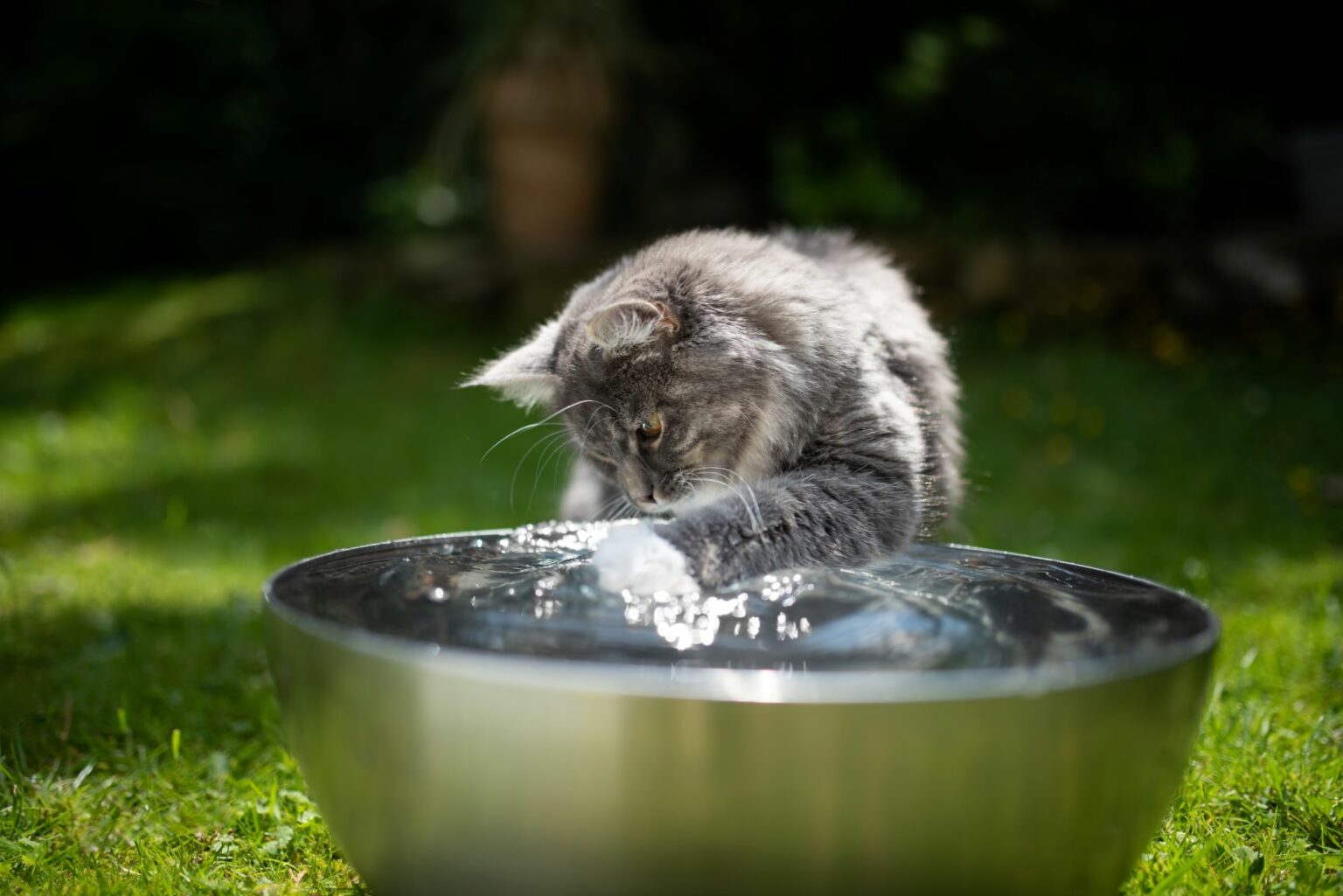 Kočka sedí před miskou a hraje si s vodou