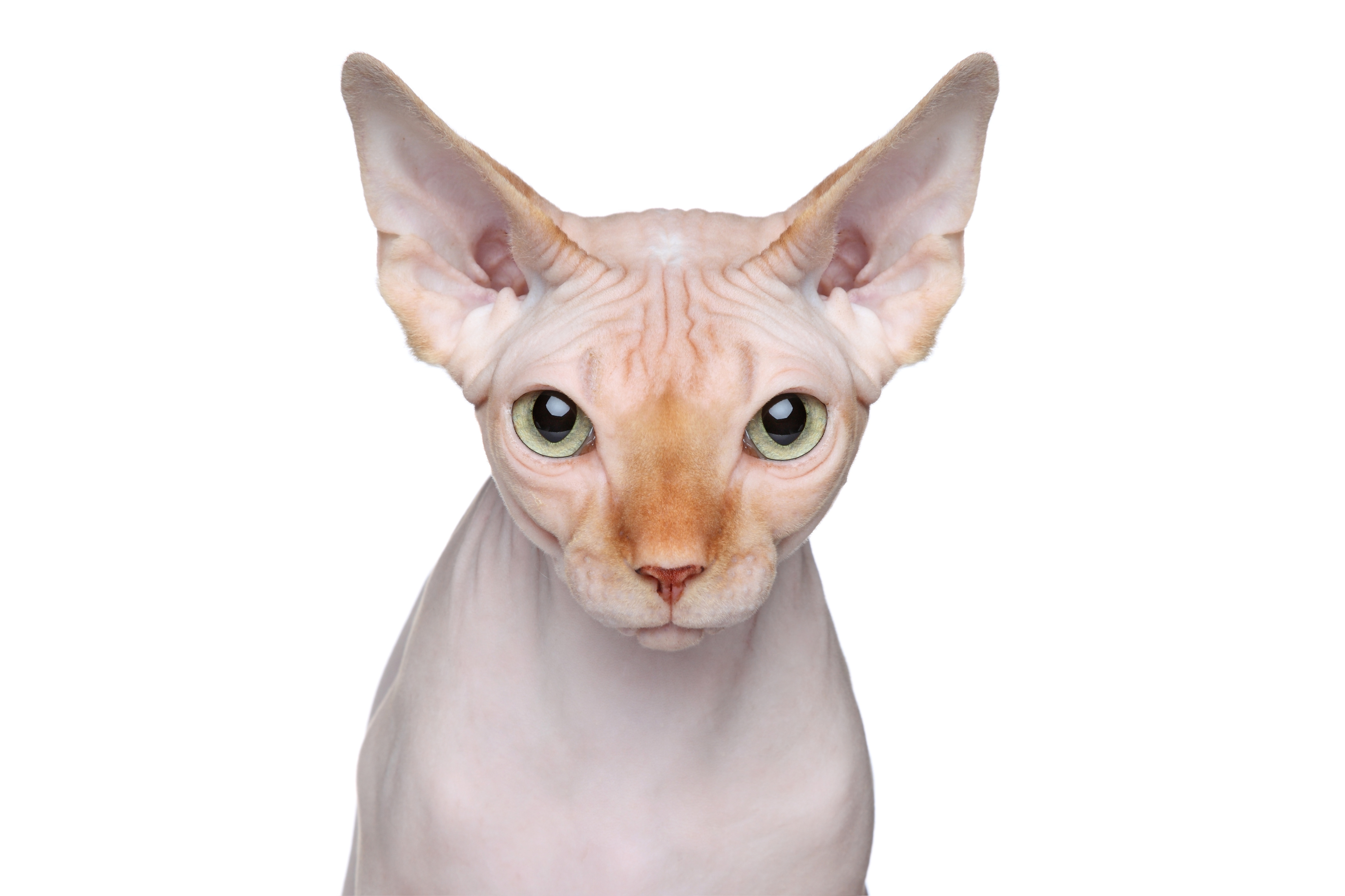 Portrét kočky Sphynx