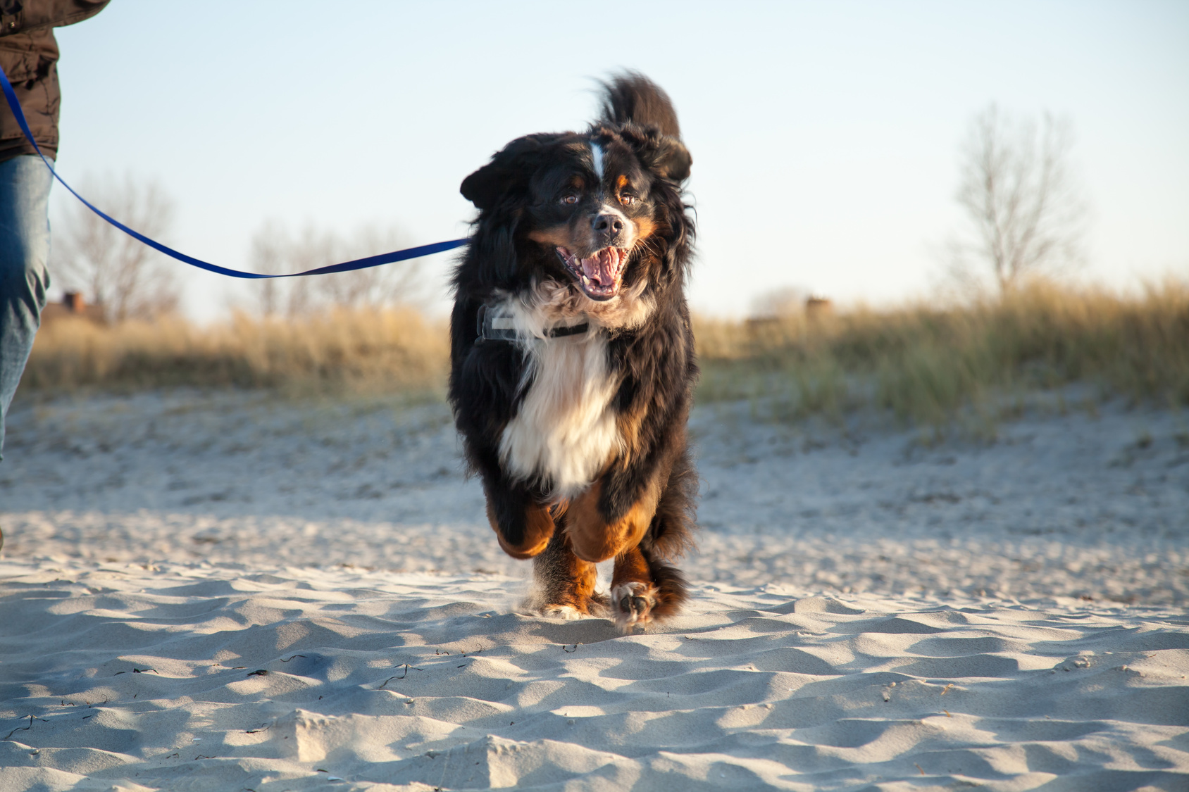 Bernský salašnický pes na pláži