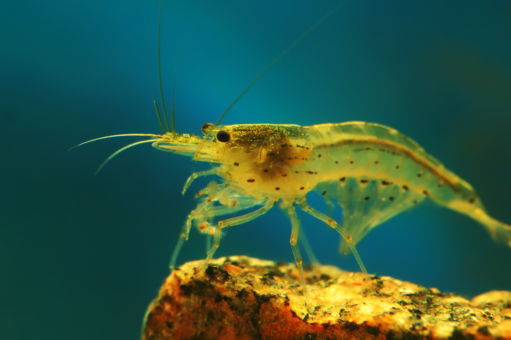 Kreveta japonská (Caridina multidentata)