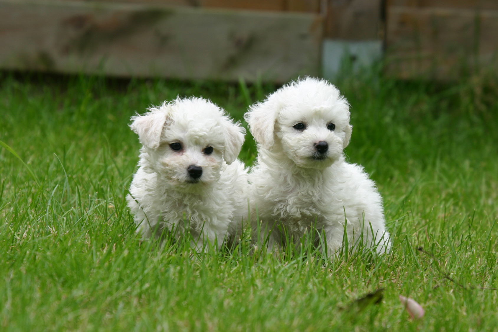 Dvě štěňata Bichon frisé v trávě