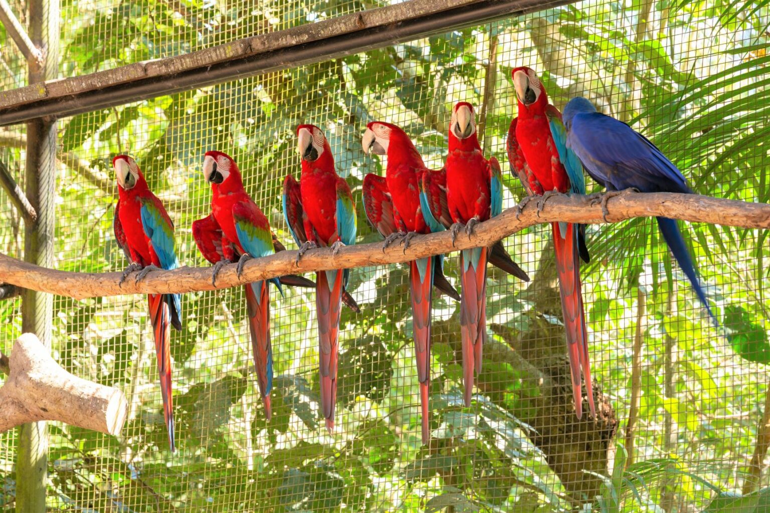 Papoušci ara ve voliéře