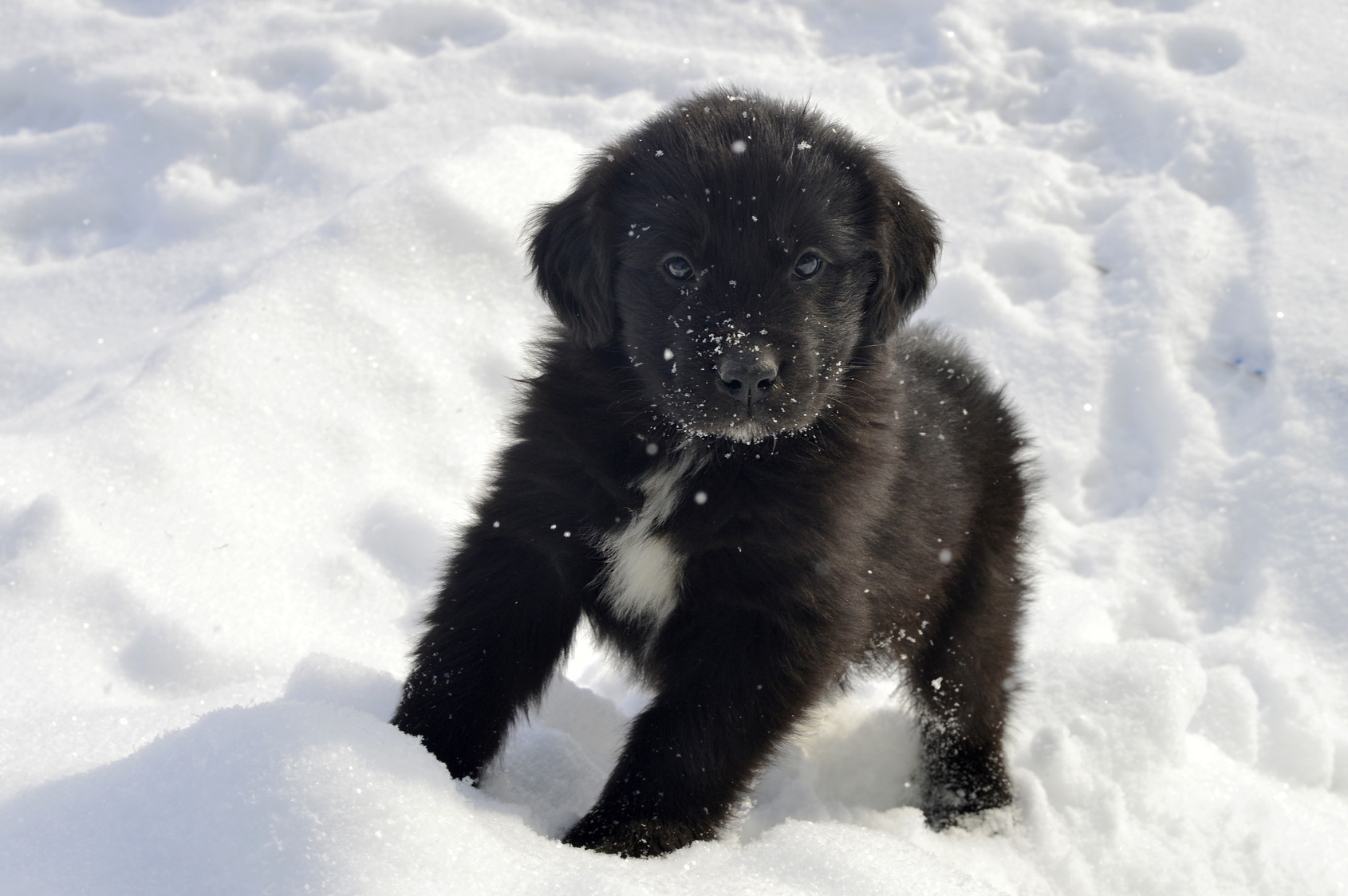 Novofundlandský pes - štěně na sněhu