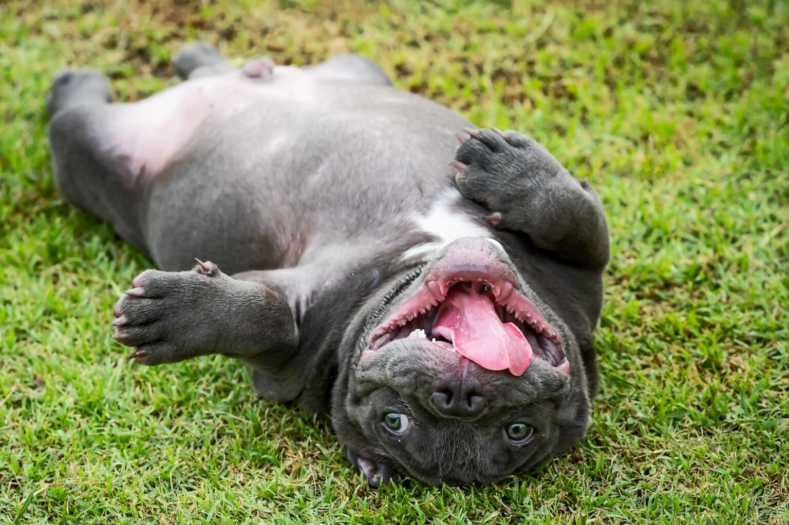 American bully leží na trávníku