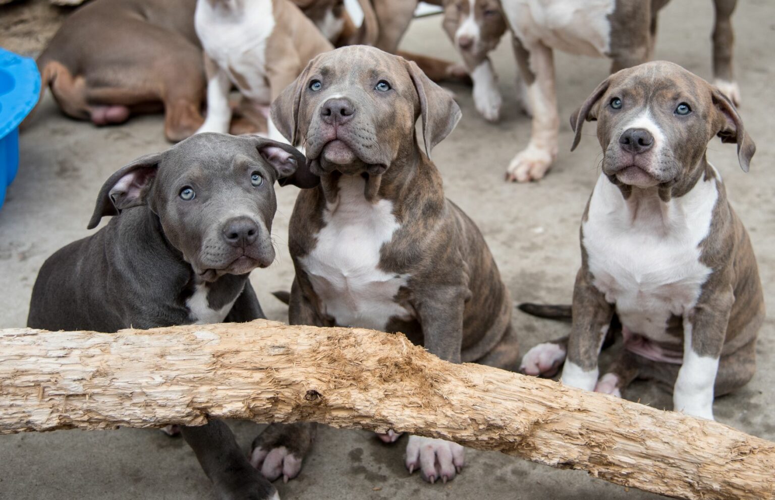 American bully - štěňata