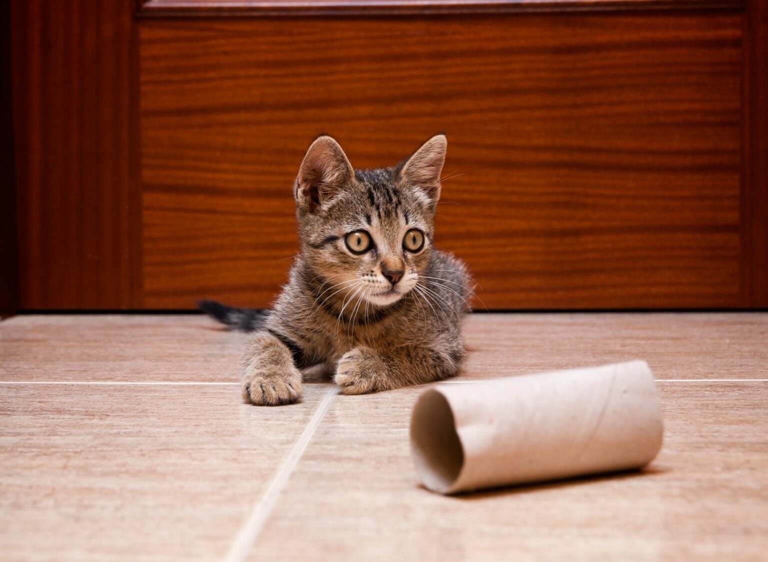 Kočka s ruličkou od toaletního papíru