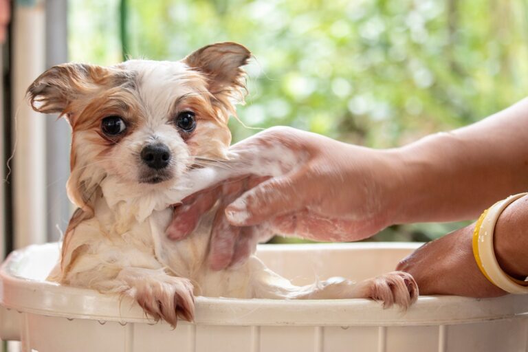 Dog is having shower