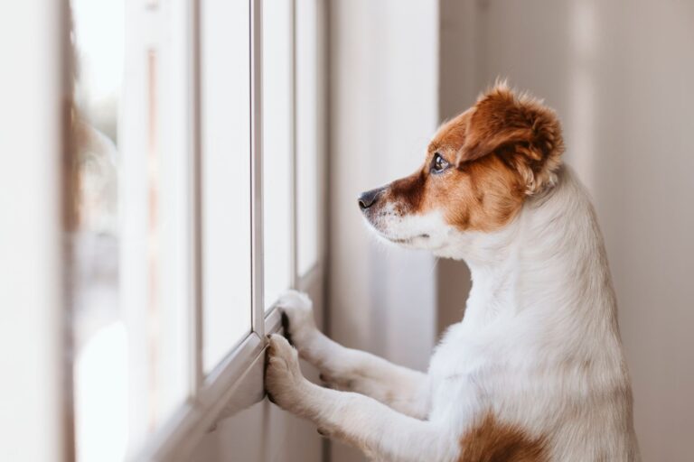 cute small dog standing on two legs and looking away by the wind